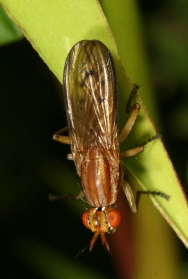 Genus Tetanocera