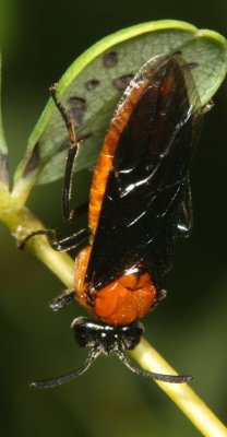 Arge pectoralis - Birch Sawfly