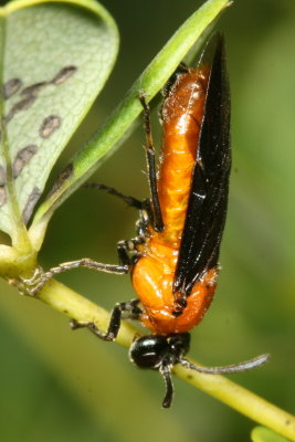 Arge pectoralis - Birch Sawfly