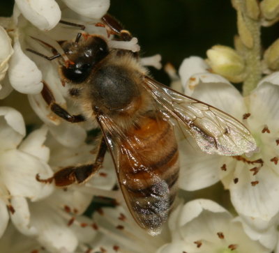 Apis mellifera