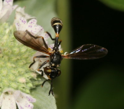 Physoconops obscuripennis