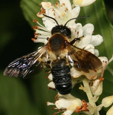 Megachile sculpturalis ♂  * Sculptured Resin Bee