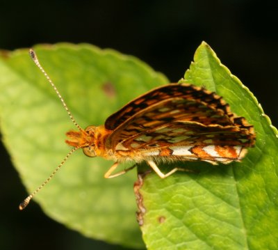 Silver-bordered Fritillary