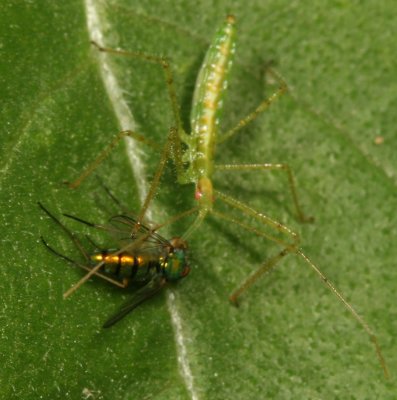 Assasin Bug nymph (Zelus luridus) preying on Long-Legged Fly  (Condylostylus)