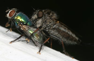 Efferia aestuans ♀