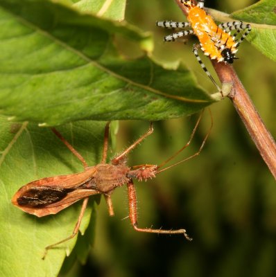 Subfamily Harpactorinae