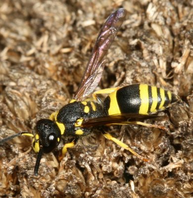 Ancistrocerus gazella ♀