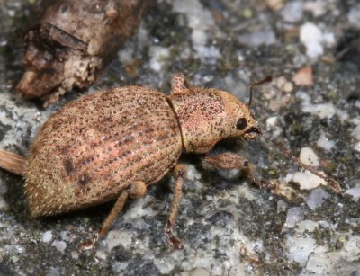 Sciaphilus asperatus * Broad-nosed Weevil