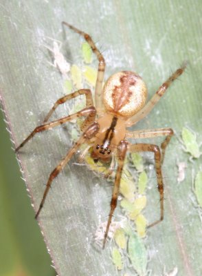 Subfamily Linyphiinae - Sheetweb Spiders