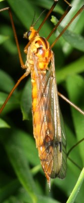 Nephrotoma alterna