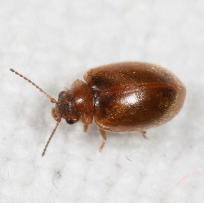 Contacyphon variabilis complex