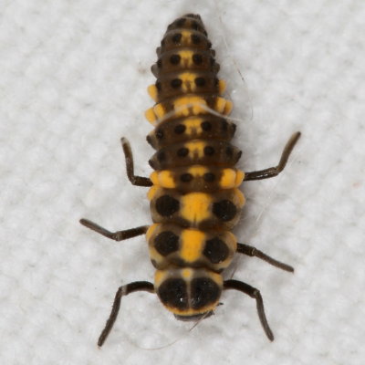 Ladybird Beetle Larvae & Pupa