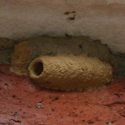 Sceliphron caementarium nest
