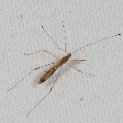 Berytidae : Stilt Bugs