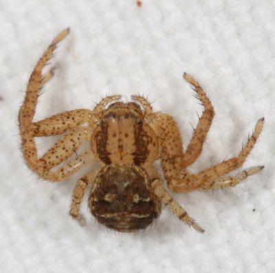 Genus Xysticus