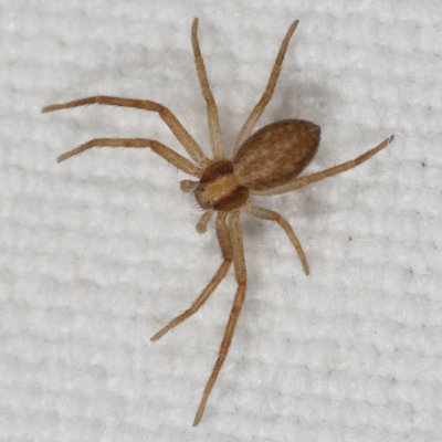 Genus Philodromus