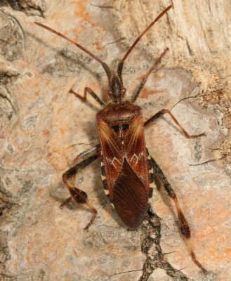 Coreidae : Leaf-footed Bug