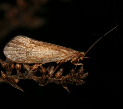 Limnephilidae Probably Frenesia