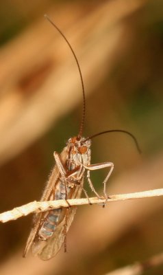 Limnephilidae Probably Frenesia