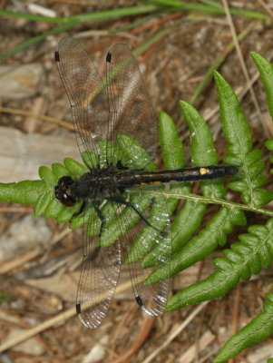 Dot-Tailed Whiteface ♂