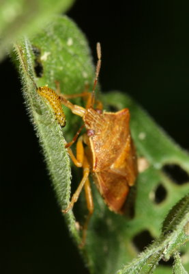 Stink bug (Pentatomidae) eating a leaf beetle larva (Chrysomelidae)