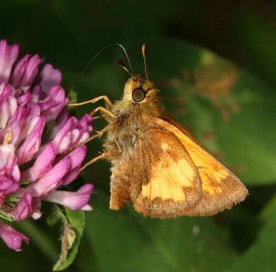 Hobomok Skipper