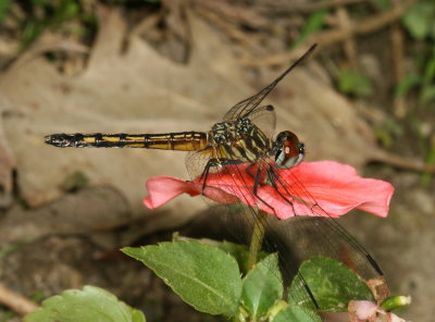 Blue Dasher ♀