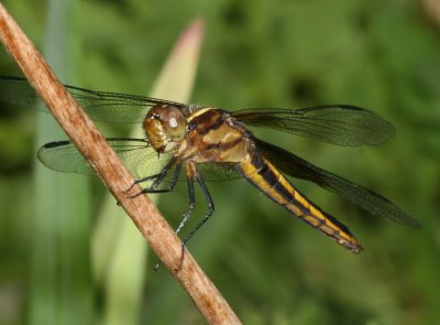 Widow Skimmer ♀