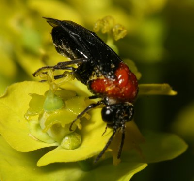 Tenthredinidae : Common Sawflies