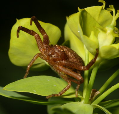 Genus Xysticus