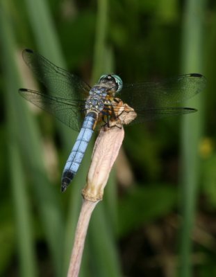 Blue Dasher ♂