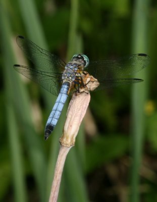 Blue Dasher