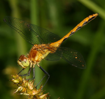 Cherry-faced or Jane's Meadowhawk - Sympetrum internum or janeae