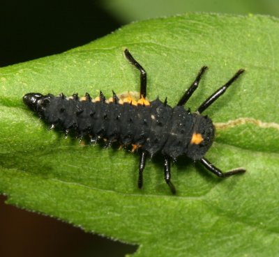 Anatis sp. larva