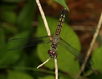 Blue Dasher ♀