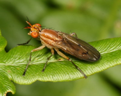 Genus Tetanocera