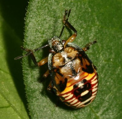 Stink Bug nymph