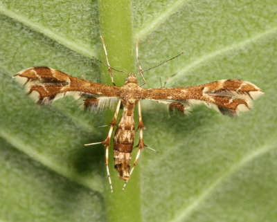 Hodges#6091 * Geina periscelidactylus