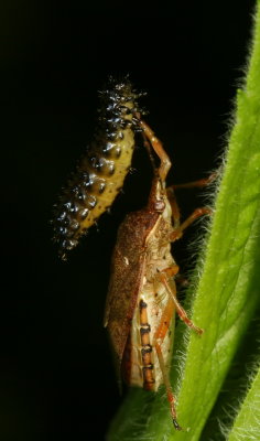 stink bug (Pentatomidae) preying on leaf beetle