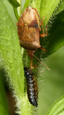 The stink bug (Pentatomidae) is eating a leaf beetle larva (Chrysomelidae)