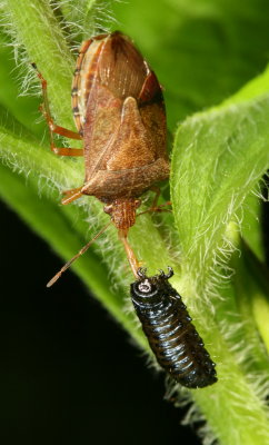 The stink bug (Pentatomidae) is eating a leaf beetle larva (Chrysomelidae)