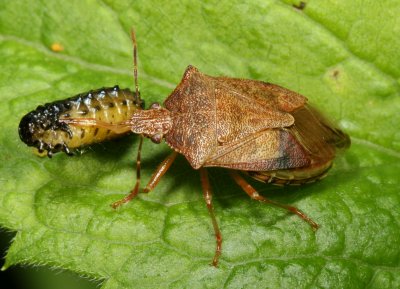 The stink bug (Pentatomidae) is eating a leaf beetle larva (Chrysomelidae)