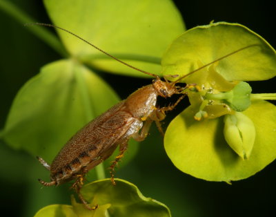 Ectobius pallidus ♀