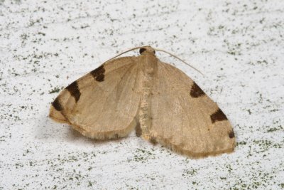 Hodges#7647 * Three-spotted Fillip Moth * Heterophleps triguttaria