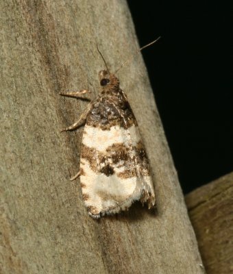 Hodges#2848 * Divided Olethreutes Moth * Olethreutes bipartitana