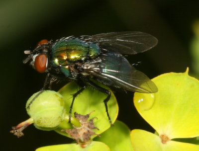  Lucilia sericata * Common Green Bottle Fly
