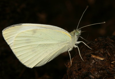 Cabbage White