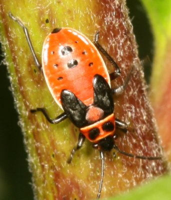 Small Milkweed Bug Nymph