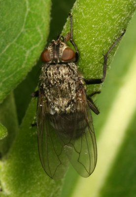 Pollenia ♀