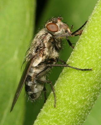 Pollenia ♀